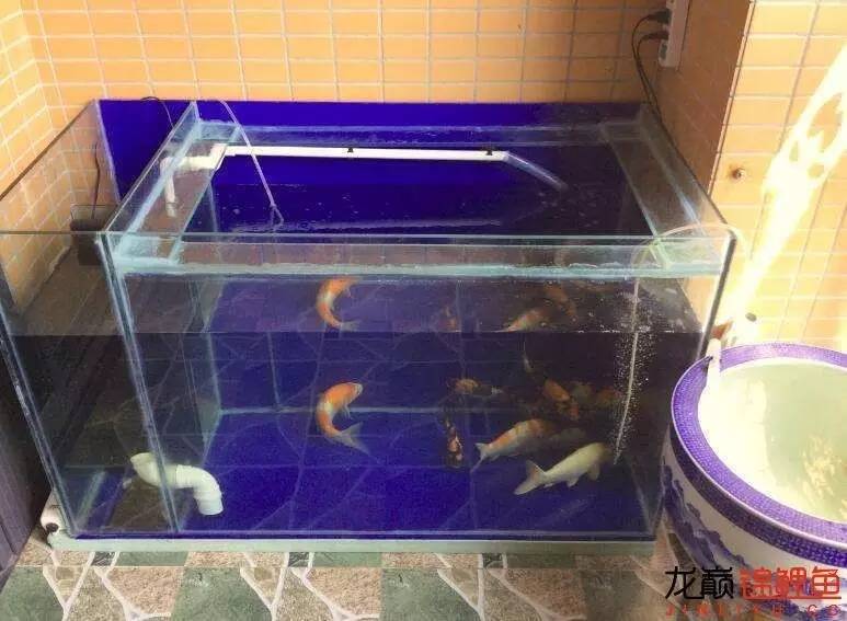 我的锦鲤梦，一直在坚持！