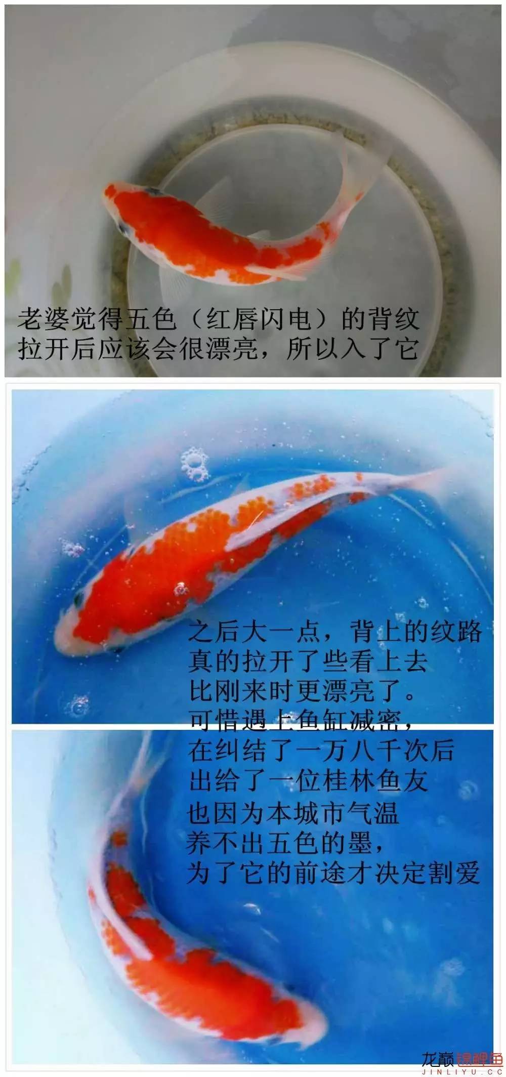 我的锦鲤梦，一直在坚持！