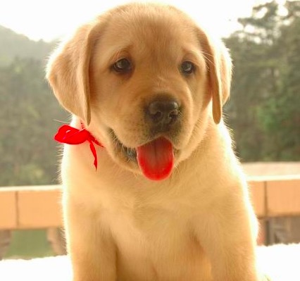 都说不要在淘宝买狗，不信给你看看卖家秀和卖家秀