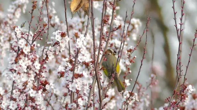 凤凰岛把公园还给你，你还欠自己一次隐居