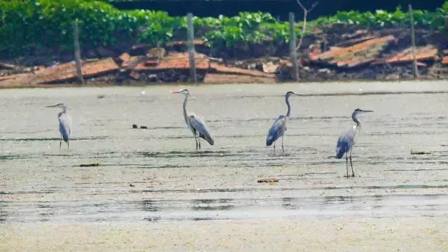 凤凰岛把公园还给你，你还欠自己一次隐居