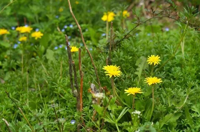 凤凰岛把公园还给你，你还欠自己一次隐居