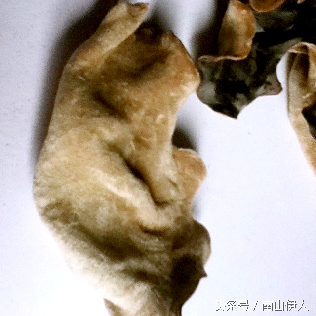 人工种植木耳与野生木耳区别,最简单的种木耳方法