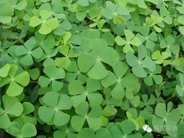 女生有必要买珠宝吗,女人买珠宝的原因