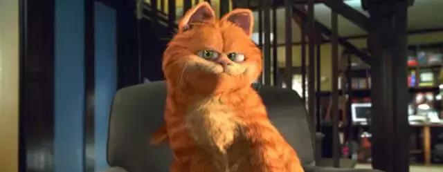 就让加菲毁掉你的中秋吧喵哈哈哈