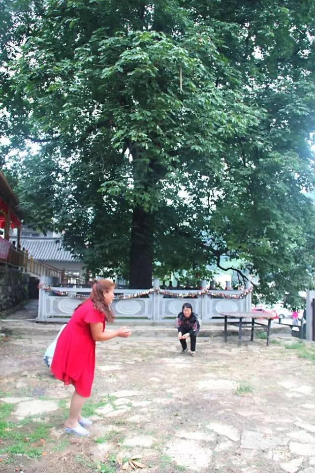 千年神树开花结果,千年神树