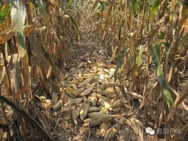 来原阳锄落生、梆玉蜀黍吧！