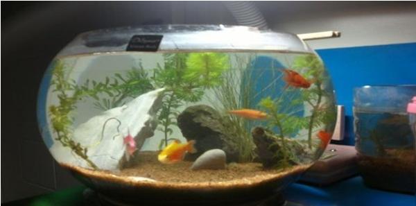 怎么养鱼聚财,养鱼生财吗