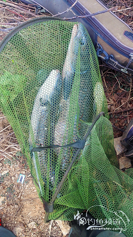 桐湖湿地钓鱼,桐湖钓鱼