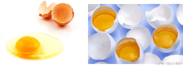 鸡蛋品种有好坏之分吗,鸡蛋优劣