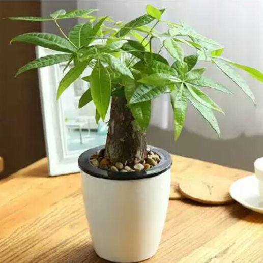 家里转运风水植物可以养哪些,风水摆放哪些植物招财转运