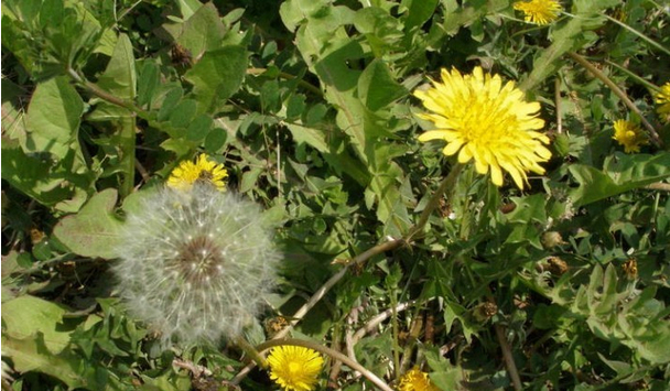 谷谷丁的副作用,黄谷丁有什么功效