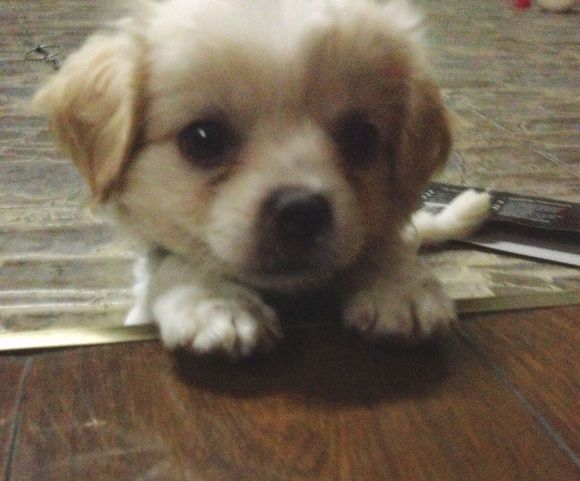 都说不要在淘宝买狗，不信给你看看卖家秀和卖家秀