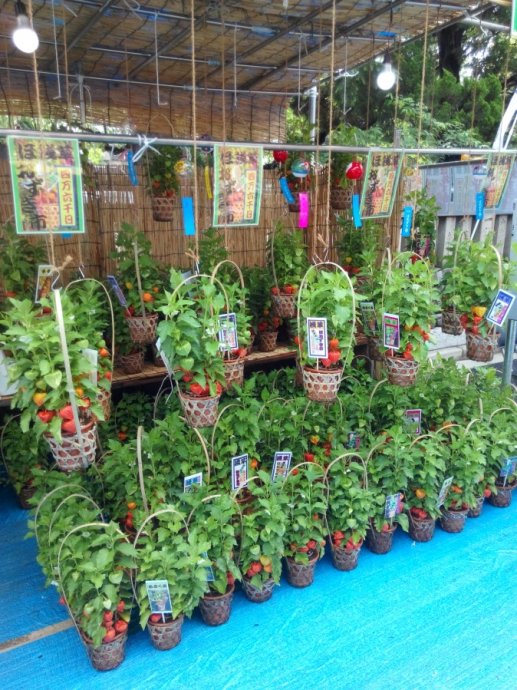 日本东京的城市特点,日本东京被称为什么