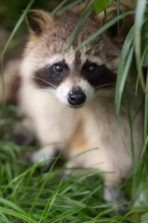 萌宠小浣熊,可爱的小浣熊图片