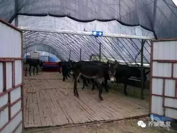 交流养殖经验找对方法很重要,交流养殖经验