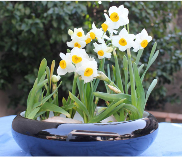 家里转运风水植物可以养哪些,风水摆放哪些植物招财转运