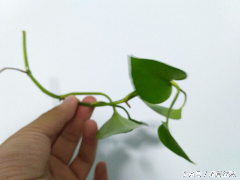 水培绿萝怎么培养出根,水培绿萝发根后怎么栽种