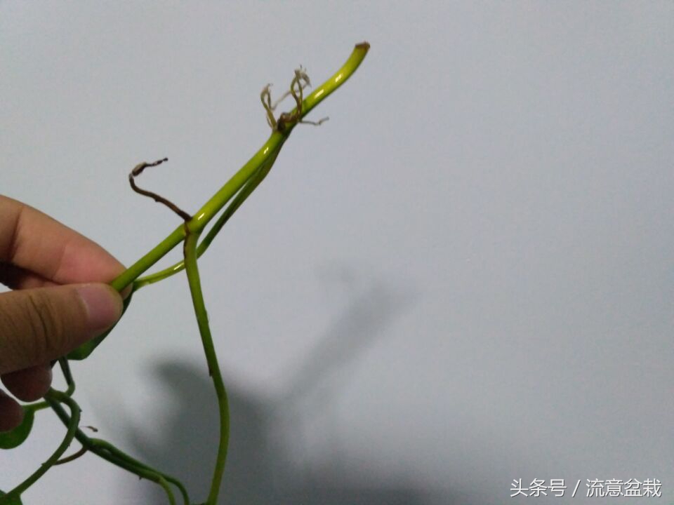 水培绿萝怎么培养出根,水培绿萝发根后怎么栽种