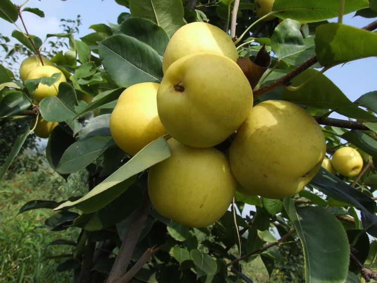 怎么选秋梨,秋梨买哪种好