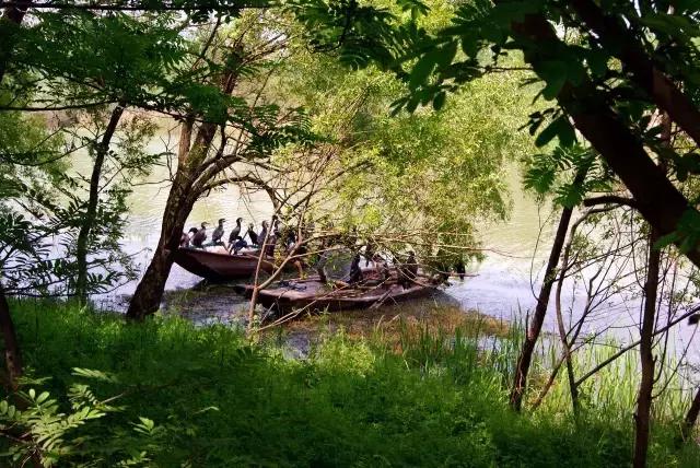 凤凰岛把公园还给你，你还欠自己一次隐居