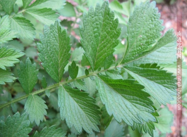中药药用一览表 (消炎中药药用一览表)