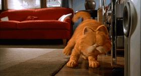 就让加菲毁掉你的中秋吧喵哈哈哈