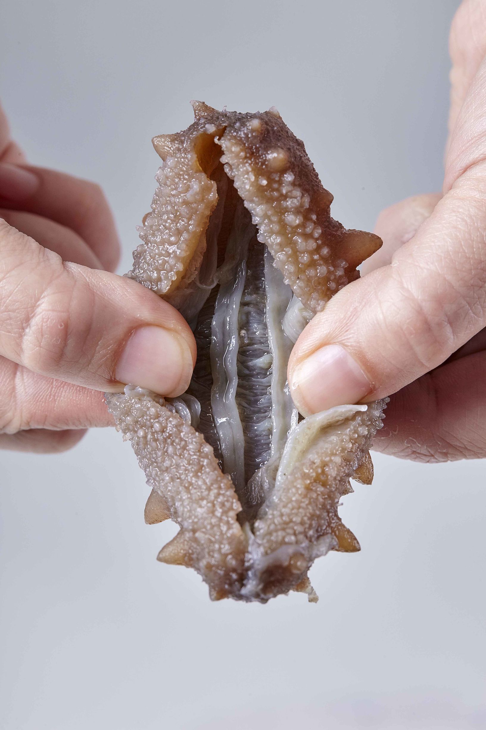 鲍鱼海参三宝,海参三宝