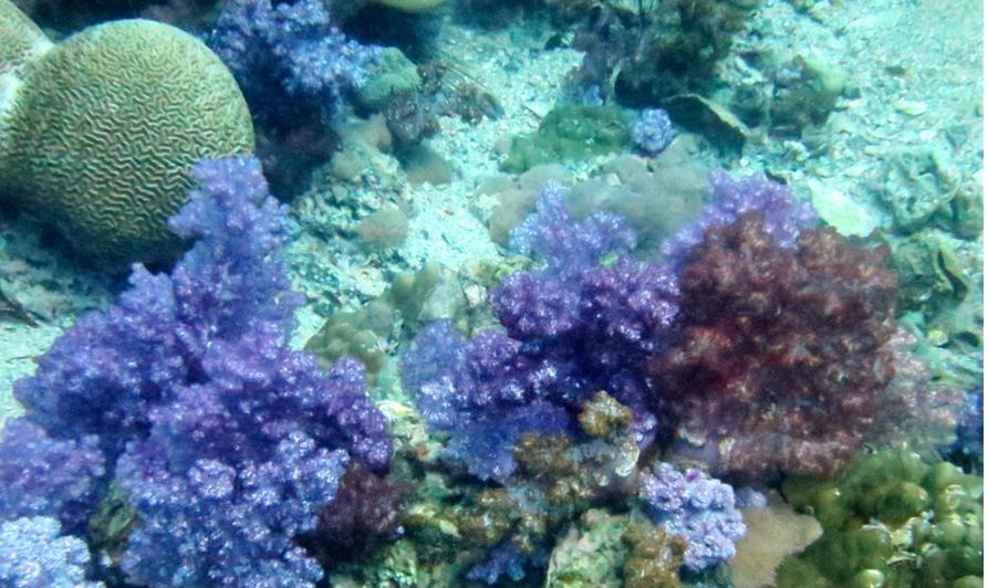 泰国南部丽贝岛翡翠海,泰国丽贝岛风景粉色珊瑚