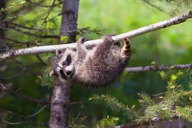 萌宠小浣熊,可爱的小浣熊图片
