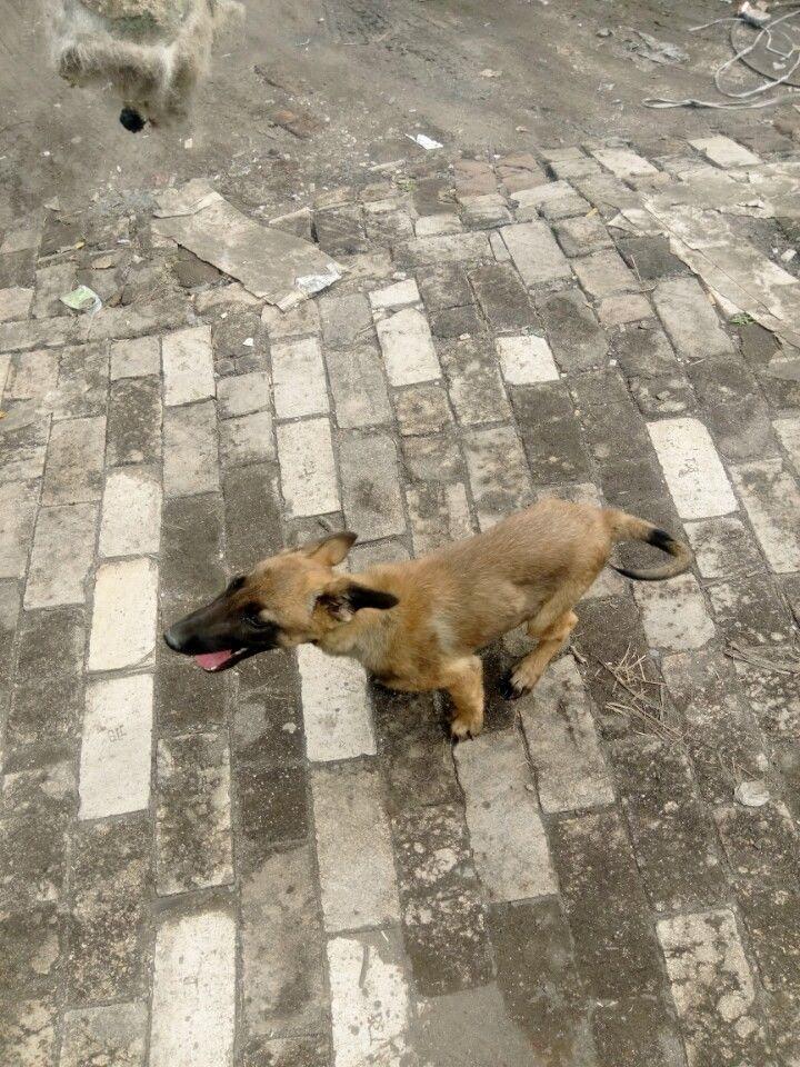 我的小马犬老是追人扑人咋办,我的小马犬不兴奋怎么办