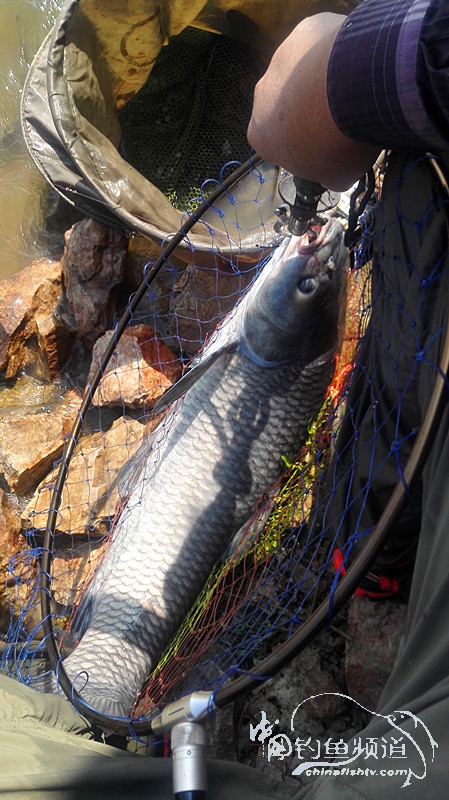 桐湖湿地钓鱼,桐湖钓鱼