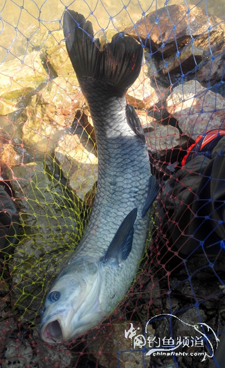 桐湖湿地钓鱼,桐湖钓鱼