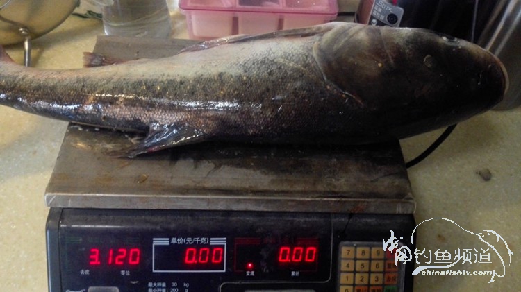 桐湖湿地钓鱼,桐湖钓鱼