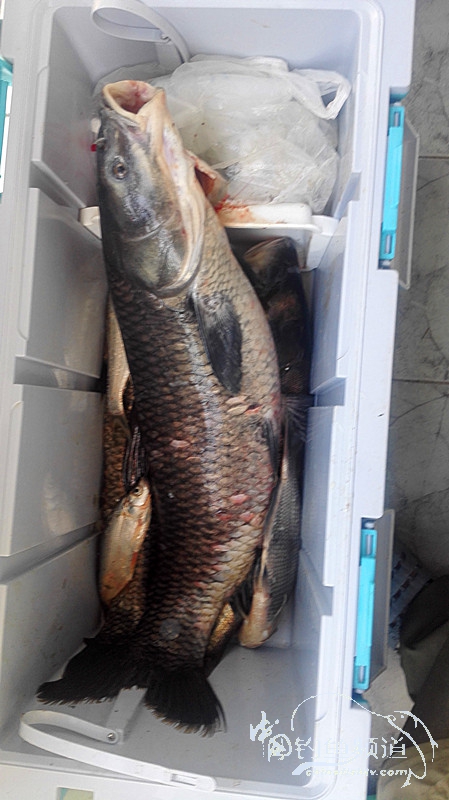 桐湖湿地钓鱼,桐湖钓鱼