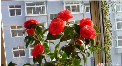 教你如何养花,教你如何养花红掌