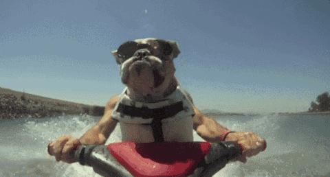 狗狗身上有皮肤病有味道怎么处理,狗狗身上有药味