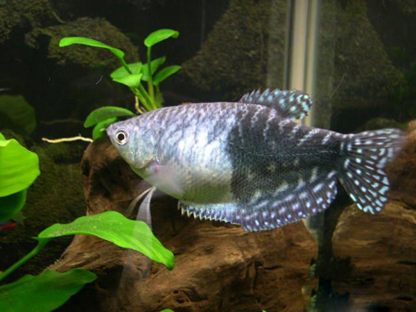 热带小型观赏鱼曼龙鱼一天喂几次,曼龙鱼可以和热带小鱼一起养么