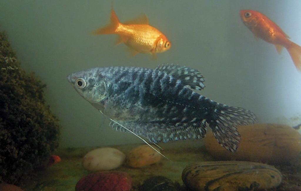 热带小型观赏鱼曼龙鱼一天喂几次,曼龙鱼可以和热带小鱼一起养么