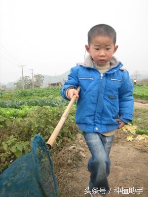 小时候捉鱼的正确方法,在农村捉鱼
