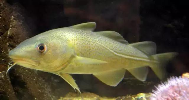 如何辨别真假鳕鱼的方法,鳕鱼如何分辨是不是油鱼