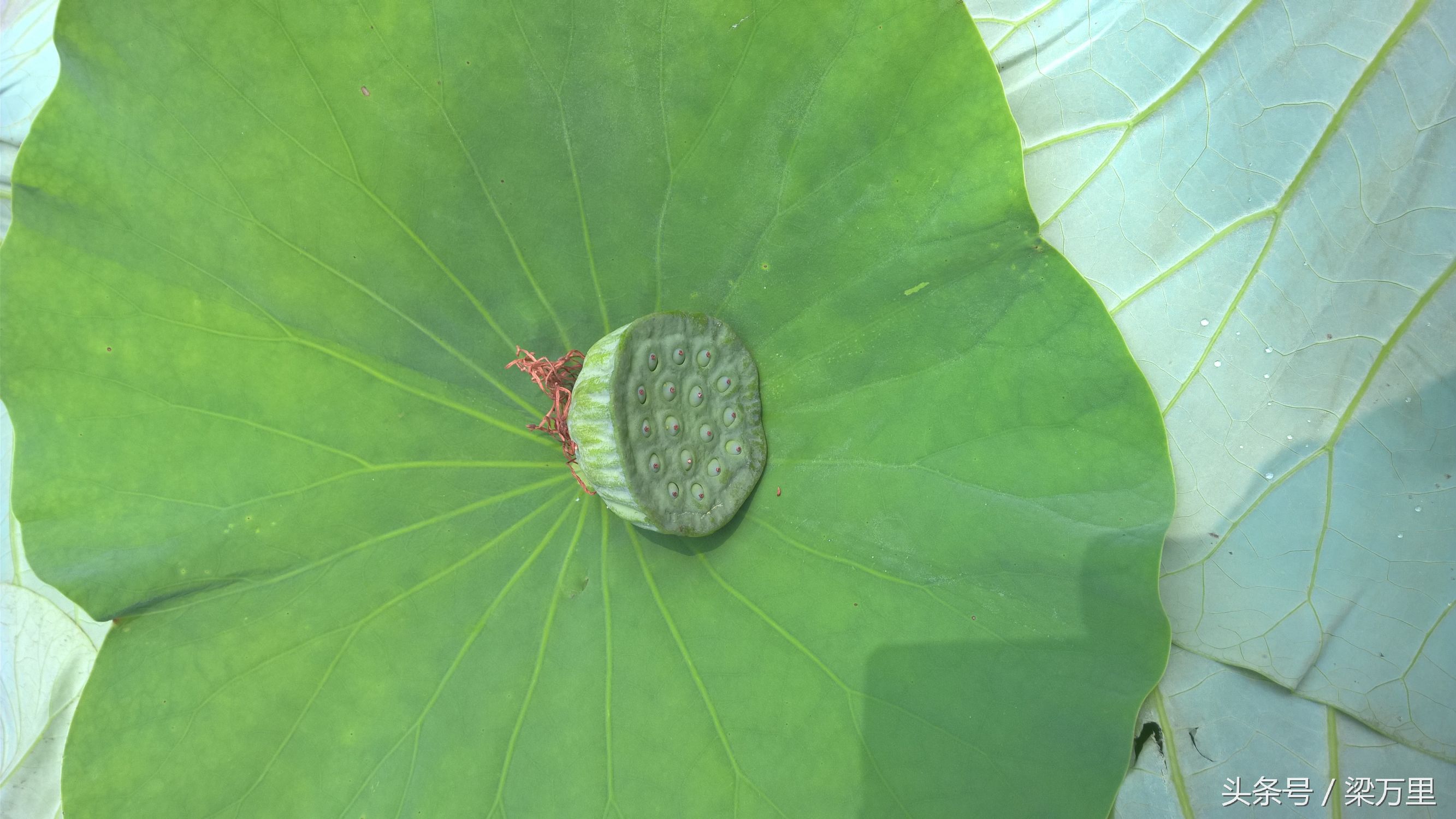 诺基亚lumia930测评,诺基亚lumia1020和930拍照对比