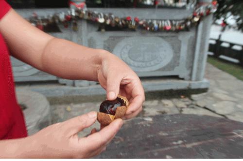 千年神树开花结果,千年神树