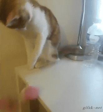 猫咪在人睡觉的时候故意制造噪音,晚上不让猫咪进屋一直叫