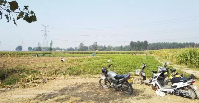 来原阳锄落生、梆玉蜀黍吧！