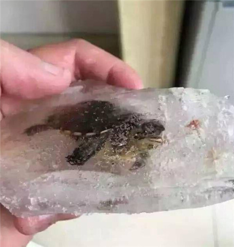 乌龟冻了24小时还能活吗,乌龟被冻成冰块幽默说说