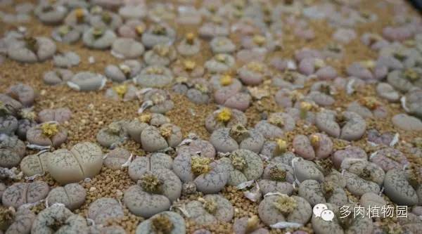 边走边看日本番杏之王DTさん多肉大棚