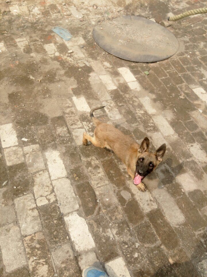 我的小马犬老是追人扑人咋办,我的小马犬不兴奋怎么办