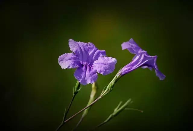 乡村纪实：上吊自杀的英姐