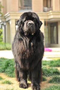 纽芬兰犬vs藏獒,纽芬兰犬藏獒混血